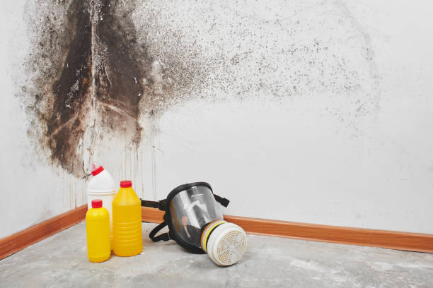 Best Toxic Mold Removal  in Junction City, KS