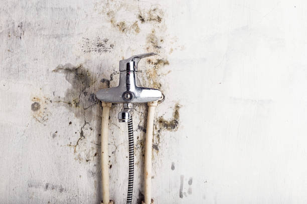 Best Mold Removal Near Me  in Junction City, KS