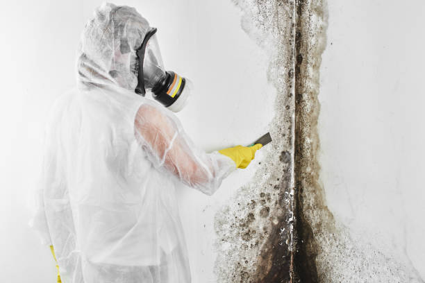 Best Commercial Mold Removal  in Junction City, KS