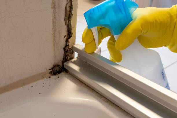 Best Attic Mold Removal  in Junction City, KS
