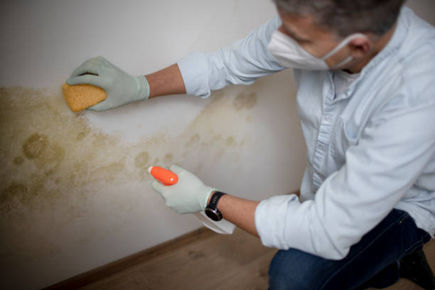 Best Certified Mold Removal  in Junction City, KS