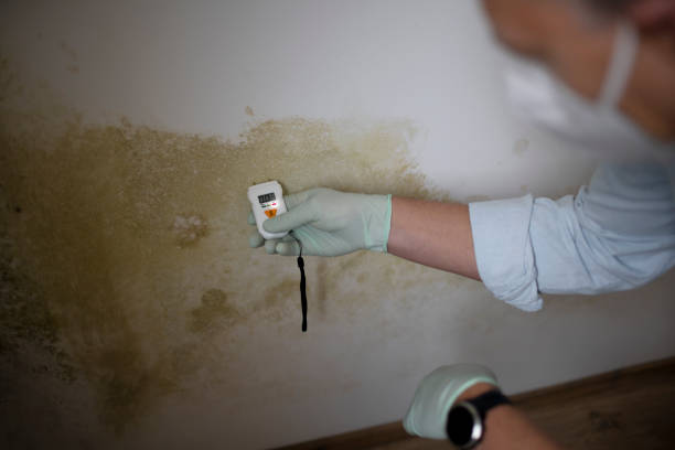 Best Residential Mold Removal  in Junction City, KS