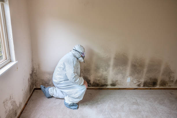 Best Home Mold Removal  in Junction City, KS