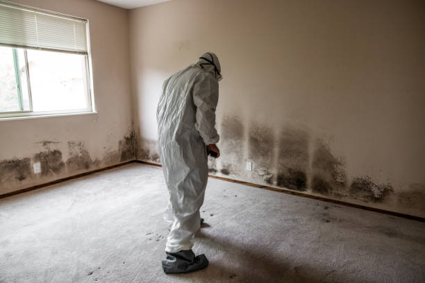 Best Mold Cleaning Services  in Junction City, KS