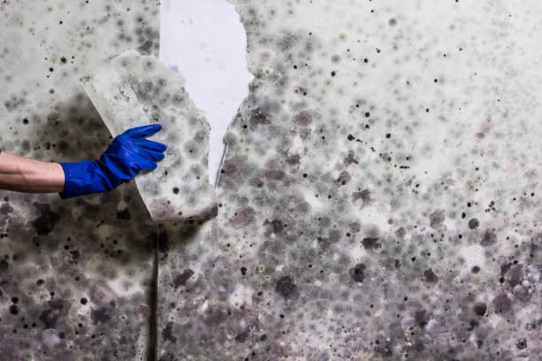 Best Mold Remediation  in Junction City, KS